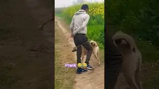 #trending  video dev tiger ne gerdiya#dekho gyus #funny #comedy #video