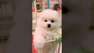 #th&uacute;cưng  #ch&oacute;m&egrave;oh&agrave;ihước #ch&oacute;  Ch&oacute; Phốc S&oacute;c Mini  Funny and Cute Pomeranian cute animals#85.5
