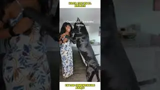 Gigante Cane Corso de TikTok 😲🐶 Big Cane Corso TikTok #shorts #canecorso #bigdog