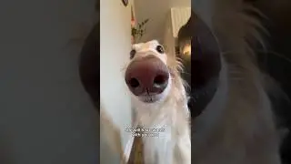 snoot of fate #snoot #silkenwindhound #dogs #fate #choose