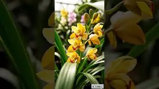Cymbidium Orchids 🥰 #flowerpower #flowers #cymbidium #orchids  #love #darjeeling #plantlover