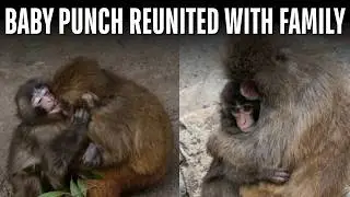Viral Baby Monkey Punch Gets Finally Accepted By Her Family With A Hug