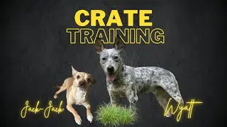 Exploring the Benefits of Crate Training