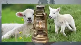 lamp 1 Greetings