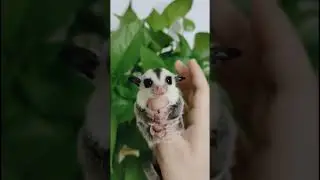 Gentle fingertip companions. #sugarglindar #flyinganimals #cutepets #smallpet