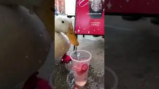 Wrinkle the Duck tries Starbucks Ice Water