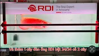 Chi tiết cụ thể quá trình lên màu của 1 bé huyết ToHo hơn 2 tháng bật đèn RDI.