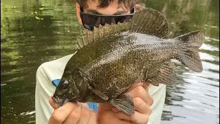 Fishing freshwater for jp and sooty(FNQ)