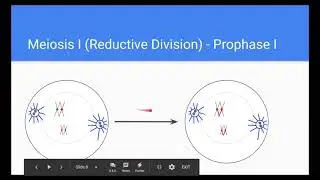 Biology 30 Meiosis