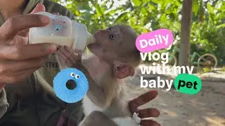 Look at His Tummy! Full Baby Monkey is So Happy #babymonkey