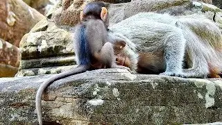 Cute baby Maci take care mom, Clever baby monkey.