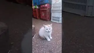 قطيط وحداني- Chaton solitaire