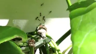 Acrobat ant drone takes flight