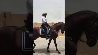 Seni Kripton de la Ganader&iacute;a H&iacute;pica del Pacuar