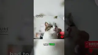 Understanding Cat Behavior  Are They Protecting You