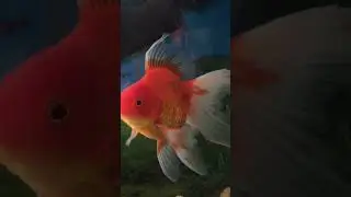 Big, fat, beautiful Ryukin goldfish says 'Hi' #goldfish #ryukingoldfish #ryukin #aquarium #fancyfish