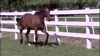 IMITRI JET