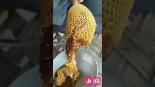 pure honey / honey harvest / pure gold honey #honey #purehoney #goldhoneycomb