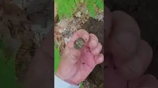 Silver Standing Liberty Quarter Dig! Metal Detecting