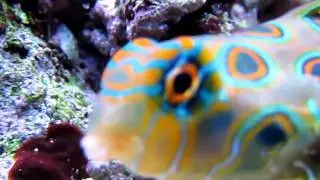 Kraylen's Reef - Dragonette HD Test