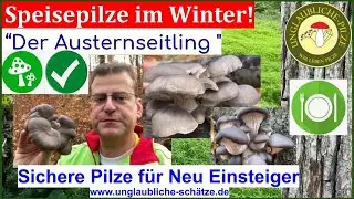 Der Austernseitling Teil1, Winterspeisepilze - sicher f&uuml;r Einsteiger - h&auml;ufig & lecker November 2022