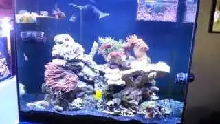 Kennedy's 72 gallon Re scape Reef tank DAY