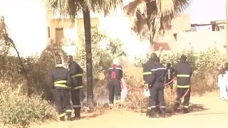 Mystère! un rônier prend feu à Fahu (Thies)