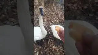 Feeding Swans By Hand
