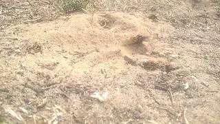 European Beewolf (Philanthus triangulum triangulum)