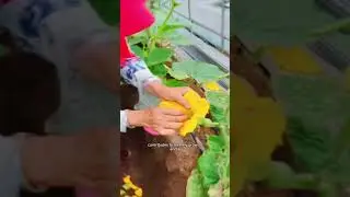 Dedicated hands for a fruitful harvest 🌱🎥 #naritaworldwide #highyield #agritok #smartfarming