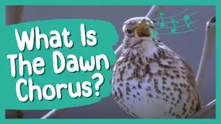 What Is the Dawn Chorus? | BBC Earth Kids