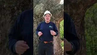 Historic Tree Preservation