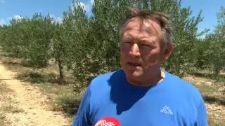 NAŠA TV | MASLINE U HERCEGOVINI IZVRSNO RODILE