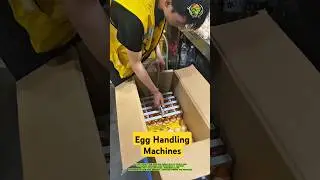 Revolutionary Egg Handling Machines: Efficiently Moving Eggs with Ease