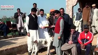 Track race Round Final Yar Badsha Dhuryana coursing club Dhori 29Jan 2026