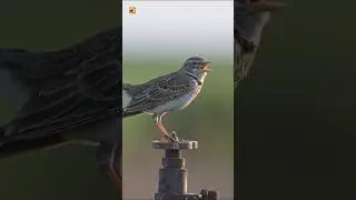 Calandra Lark Sounds (Singing on a Rusty Faucet)