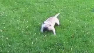 Frank Gets the Zoomies After VetStem Regenerative Cell Therapy