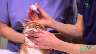 New Dawn Films: Red Bank Veterinary Hospital: How To Give Your Pet Eye Medication