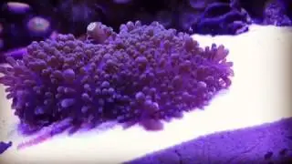 Ricordea Yuma Feeding