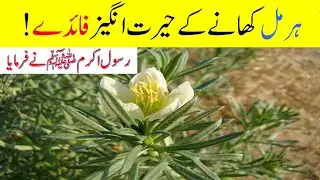 Harmal ke Fayde