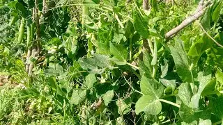 HA VEGETABLES FARM  is live! vegetables gardening live #live #VEGETABLES #gardening #farminglive