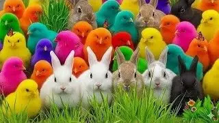 Tangkap Ayam Lucu, ayam warna warni, ayam rainbow, kelinci lucu, bebek lucu, ikan koi, Hewan Lucu