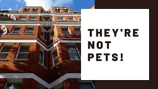 My University called my Service Dog a PET?!?! College Ableism