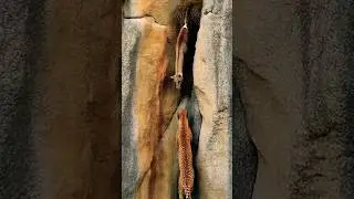 Cliffside Encounter: Predator vs Prey