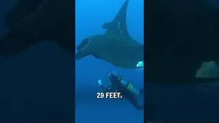 Giant manta ray encounter 😱🌊  -  🎥 BViral / dansenior_