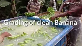 Constrochem Fresh : Banana harvesting & packing