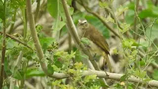 White-browed bulbul (Pycnonotus luteolus)