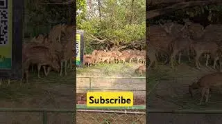 Spotted Deer Cheetal Axis axis Hiran Swarn Hiran Ravan ka Bahrupia