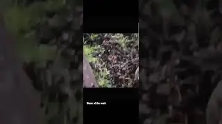 drafted frog meme