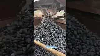 Pebbles sorting machine #produce #pebbles